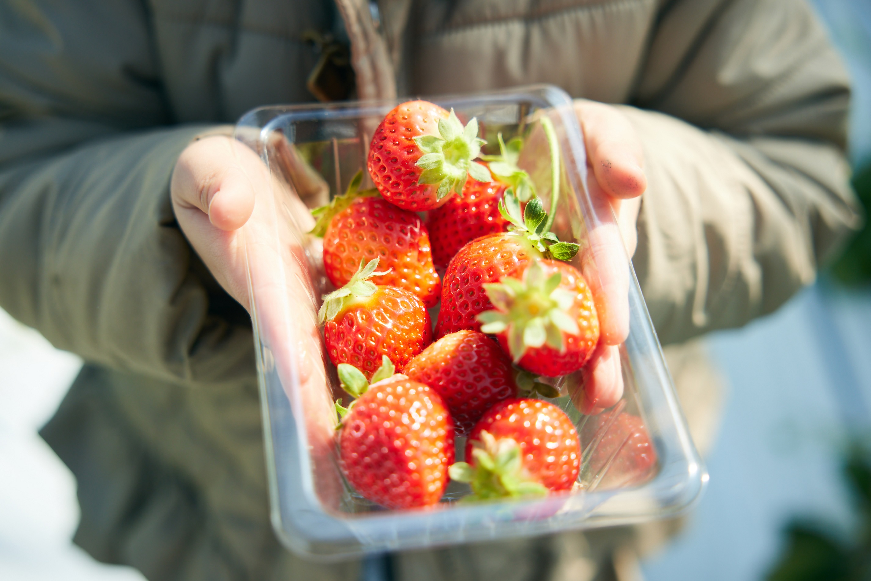 甘くて美味しいいちごをお楽しみいただけます🍓